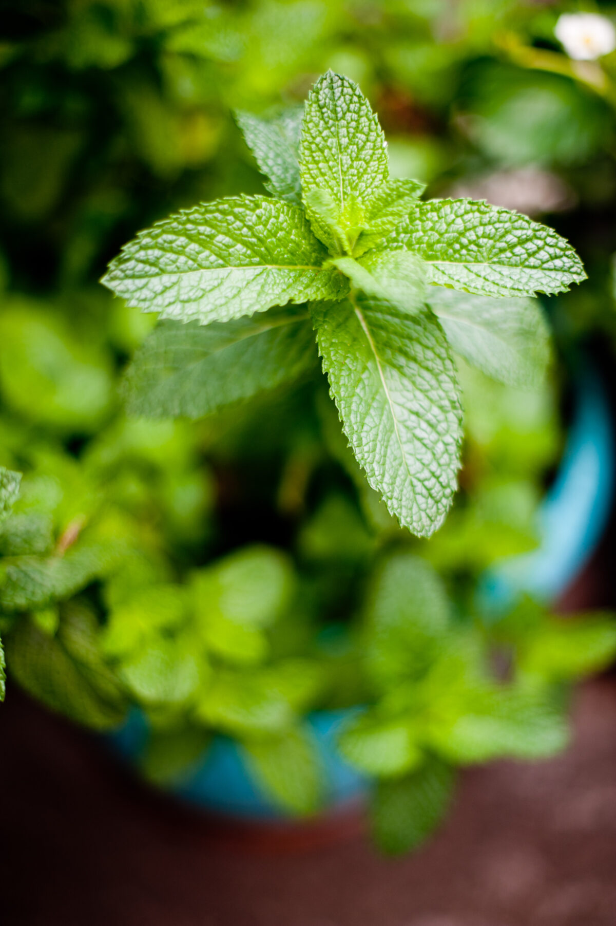 mint